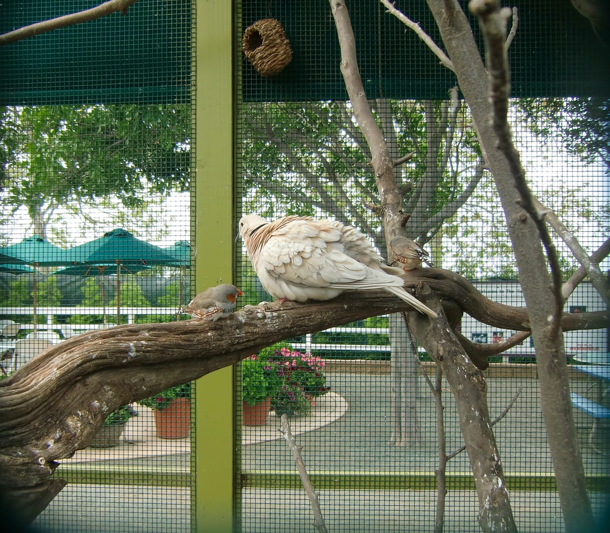 Bird aviary the Artist Gardens at Carlsbad Flower Fields