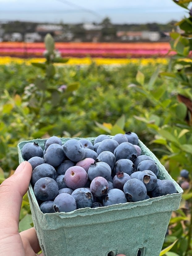 Blueberry picking at Carlsbad Flower Fields 