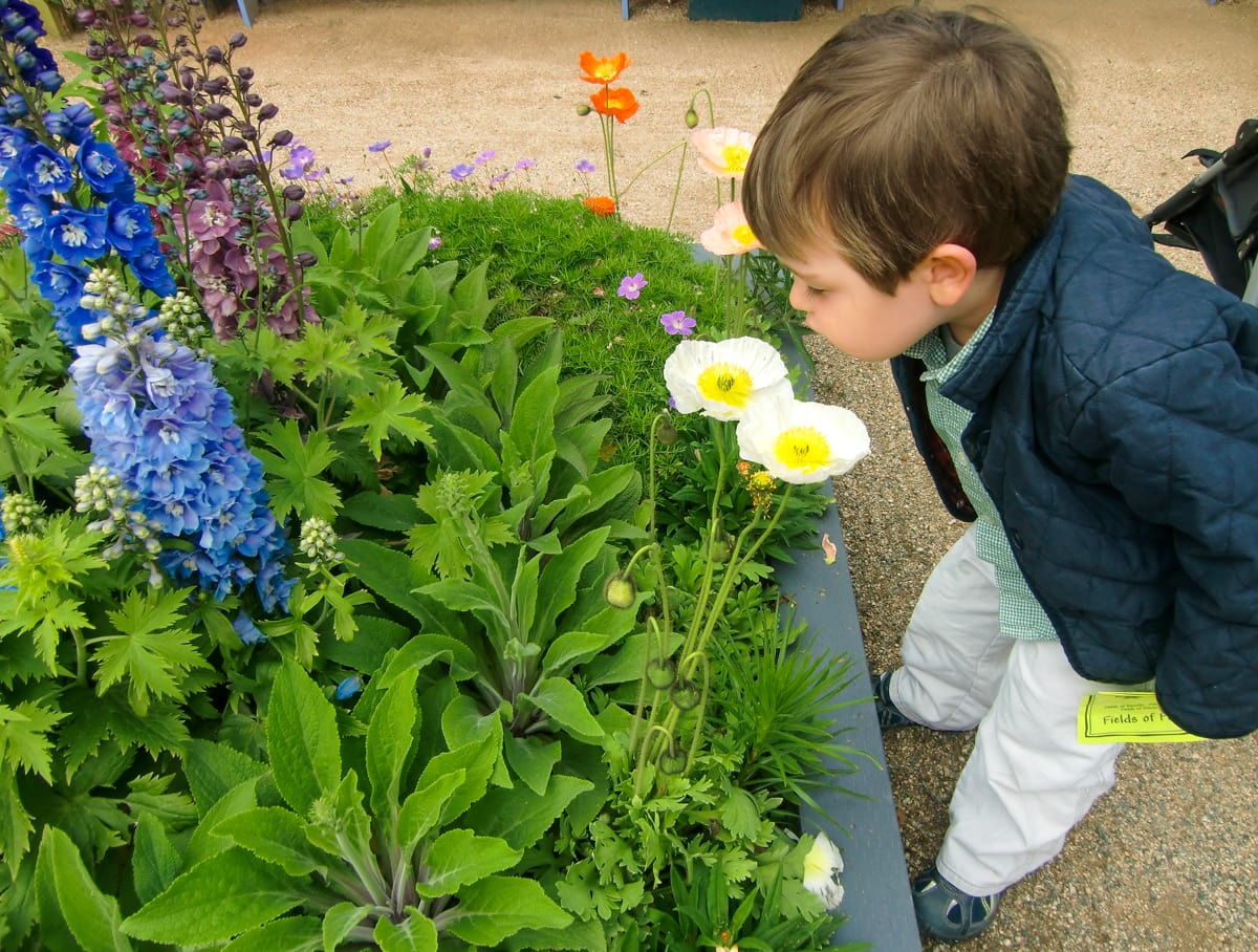 Child smelling flowers at Carlsbad Flower Fields 