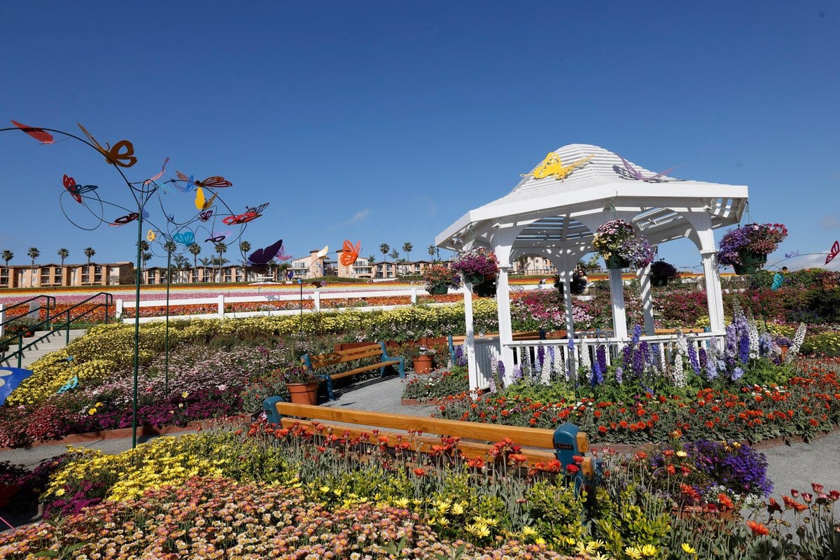 Butterfly Garden at Carlsbad Flower Fields