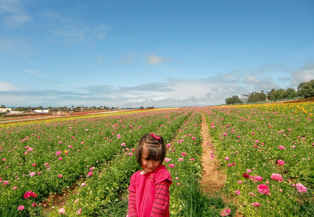 Little girl in front of The Flower Fields in Carlsbad