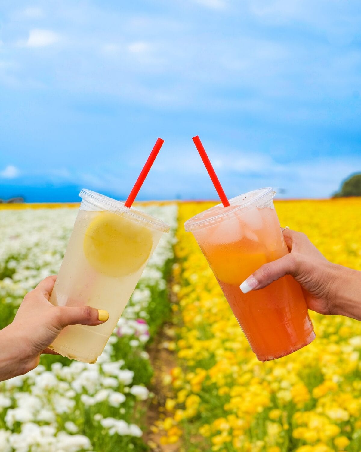 Lemonades from the Lemonade Stand at Carlsbad Flower Fields