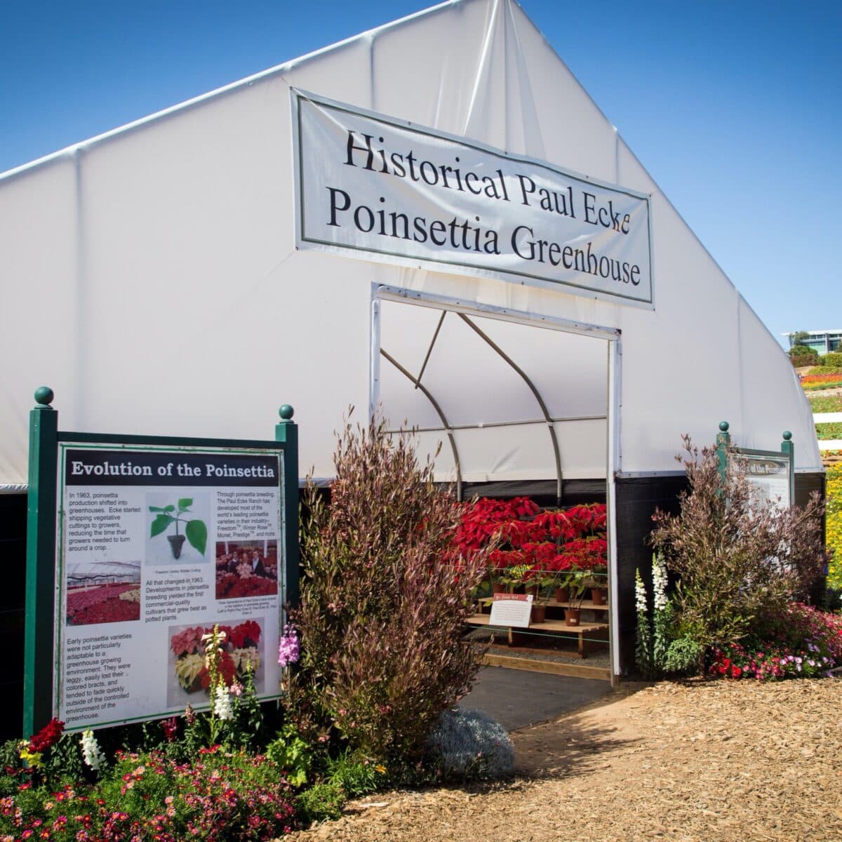 Historic Poinsettias at Carlsbad Flower Fields