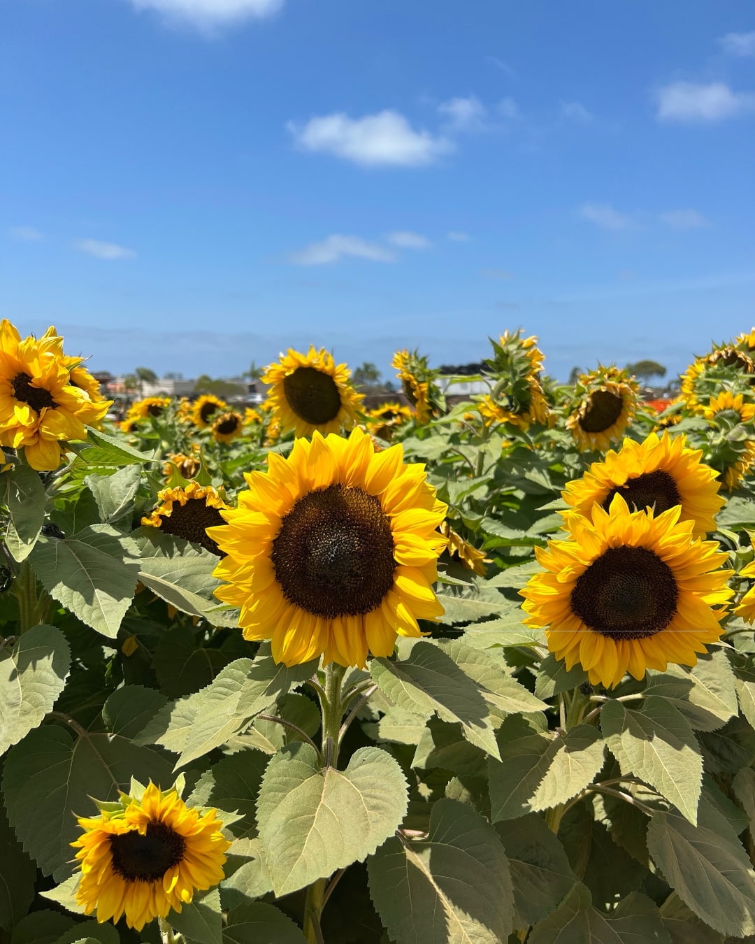 Sea of Sunflowers Garden