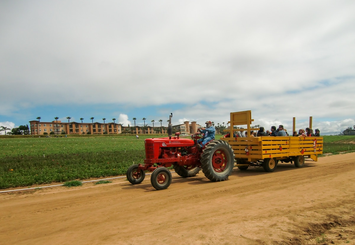 Tractor-pulled wagon ride at Carlsbad Flower Fields