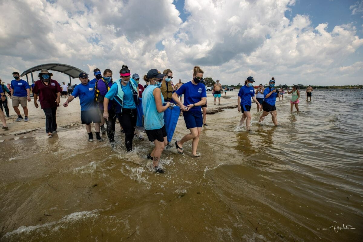 Institute for Marine Mammal Studies stranded dolphin release in the Mississippi Gulf Coast 