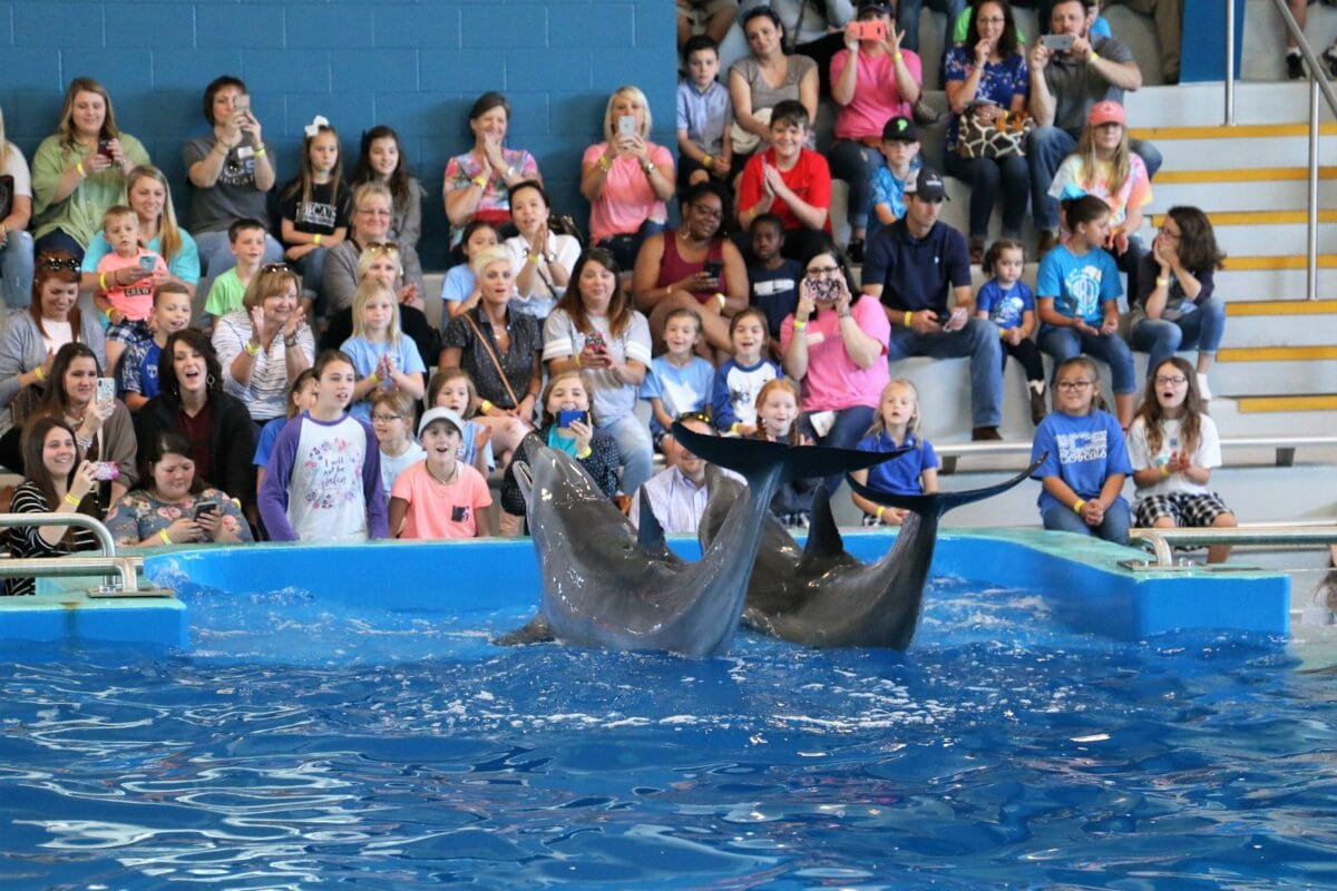 Dolphin show at Ocean Adventures Marine Park in Gulfport, Mississippi