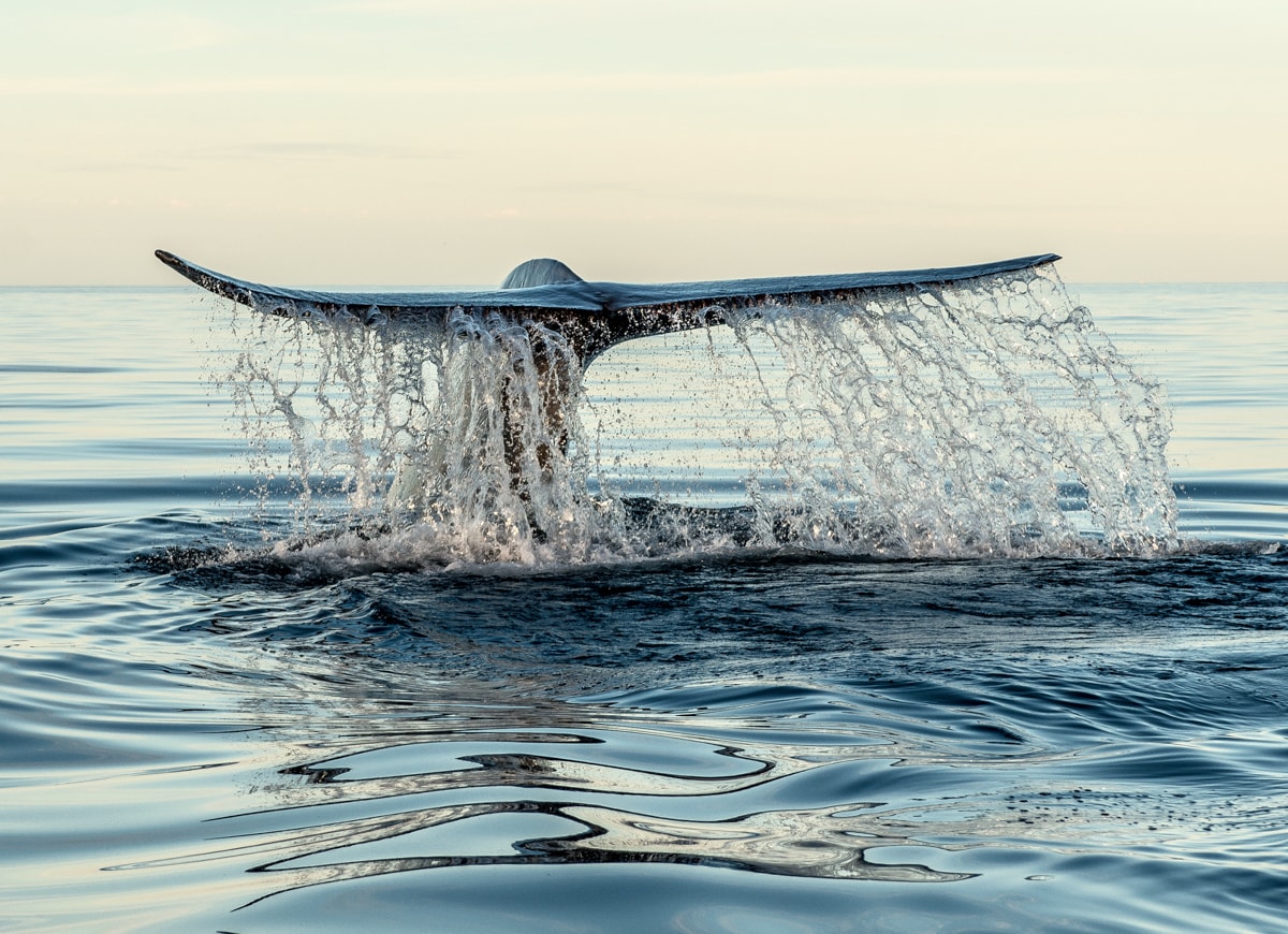 Blue whale watching in Loreto