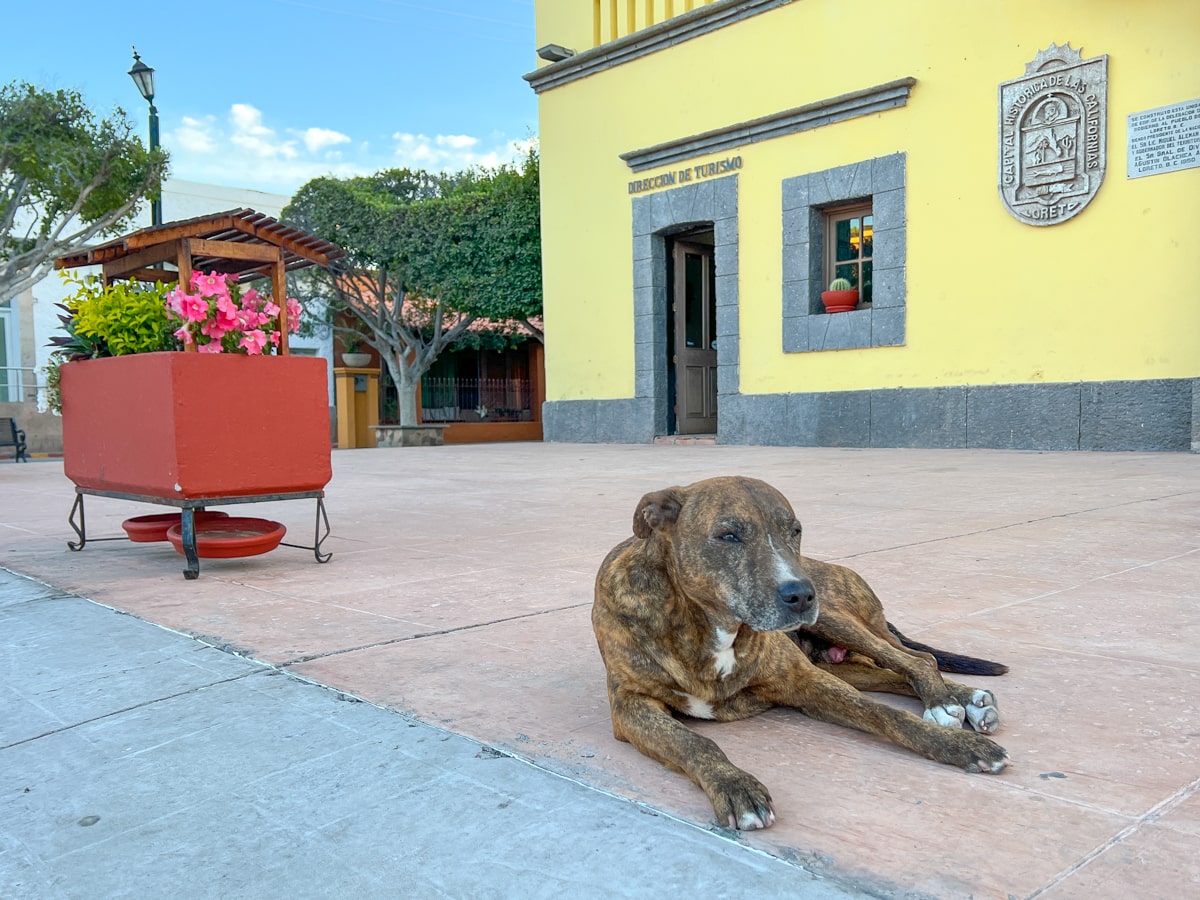 Stray dog in front of Loreto's City Hall 