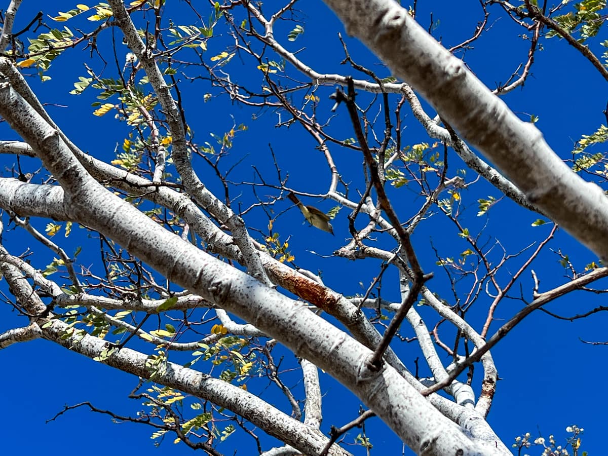 Bird spotted on my guided hike near Loreto 