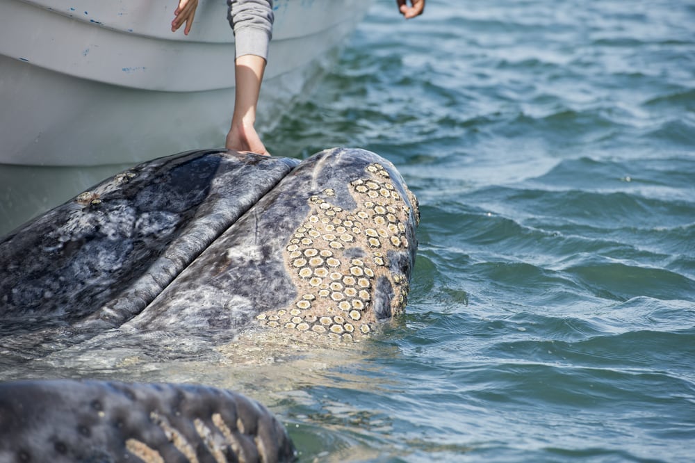 Grey whale approaching a small boat