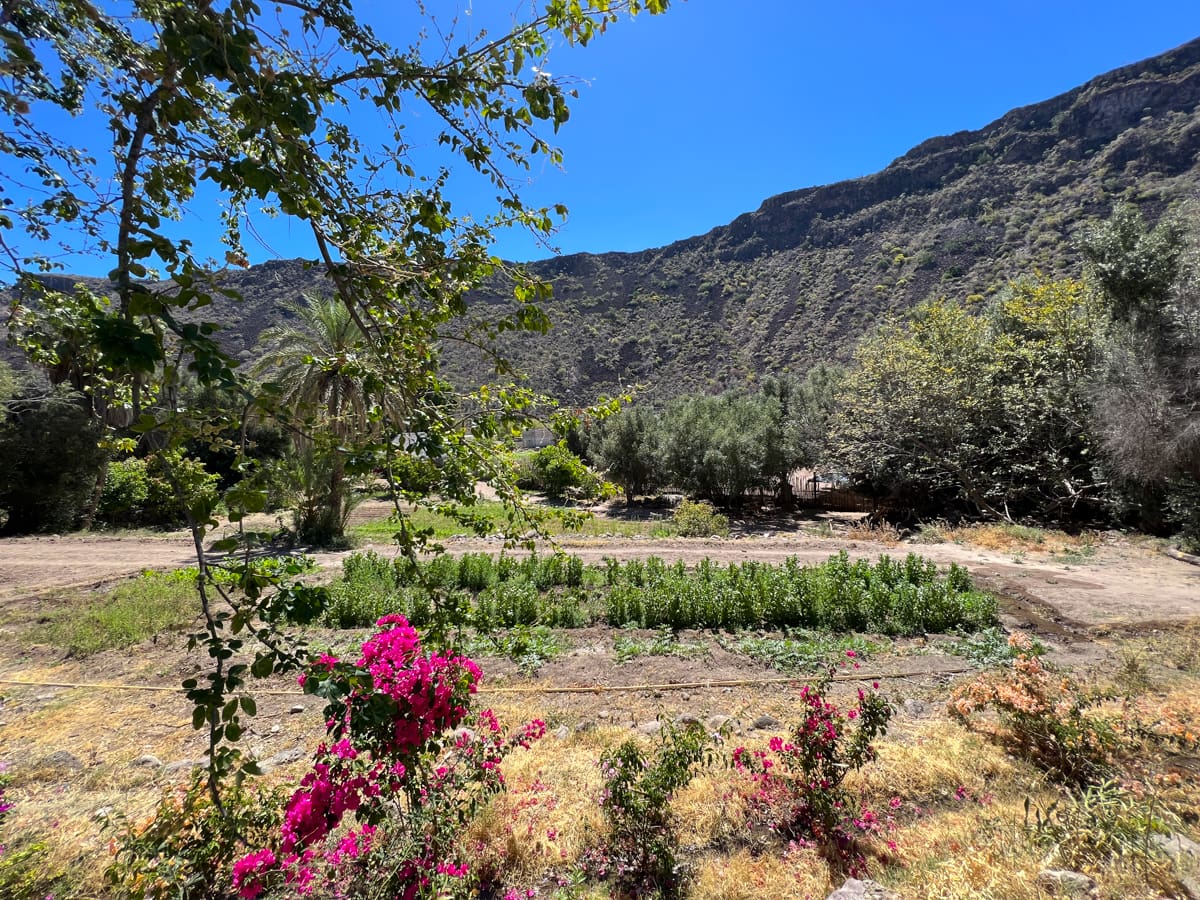 Ancient gardens in San Javier