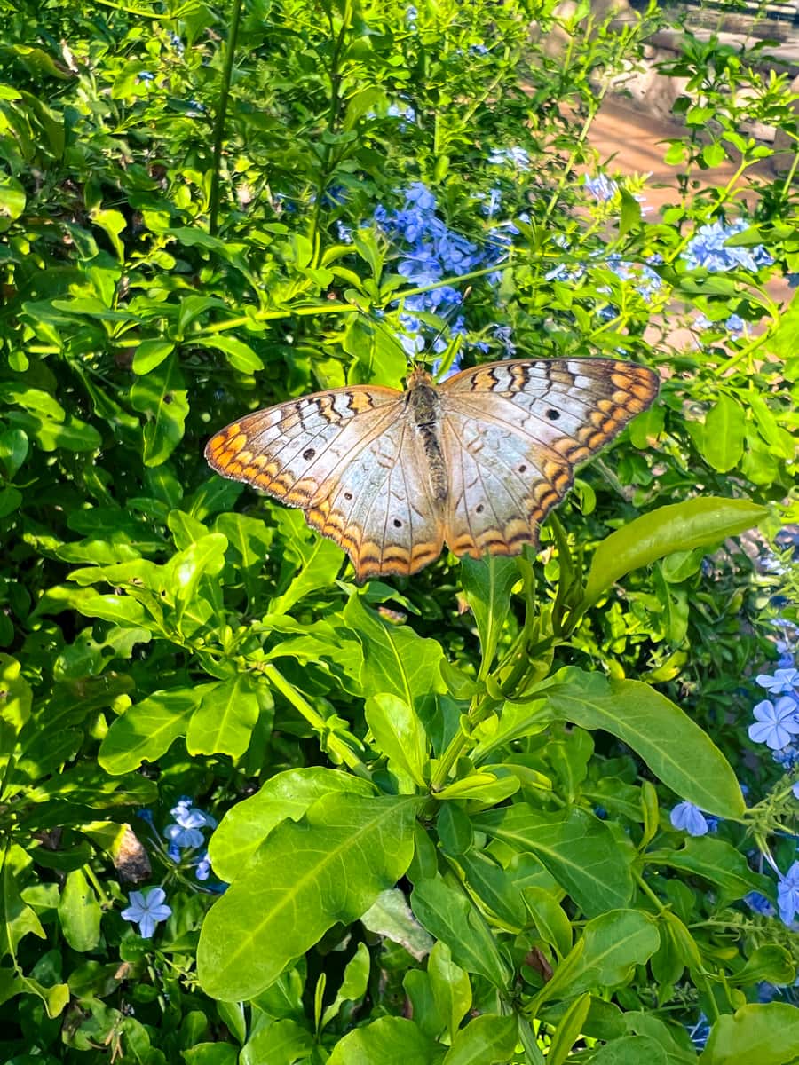 Butterfly Wonderland in Scottsdale