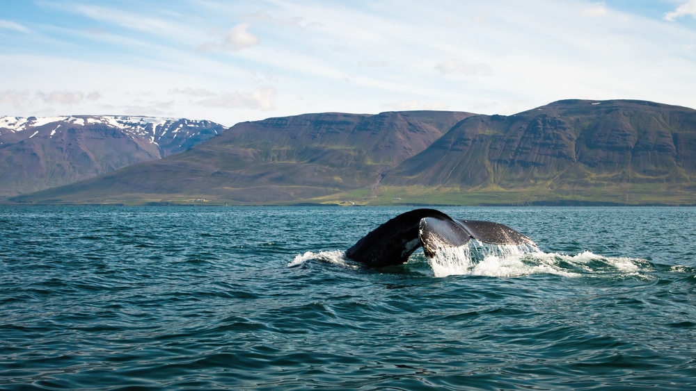 Humpback whale in Iceland