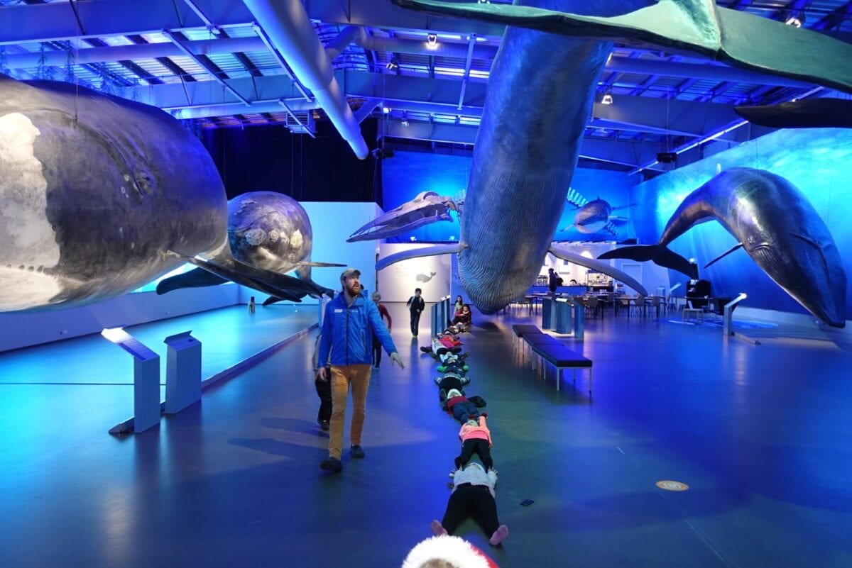 Life-sized whale models at Whales of Iceland 