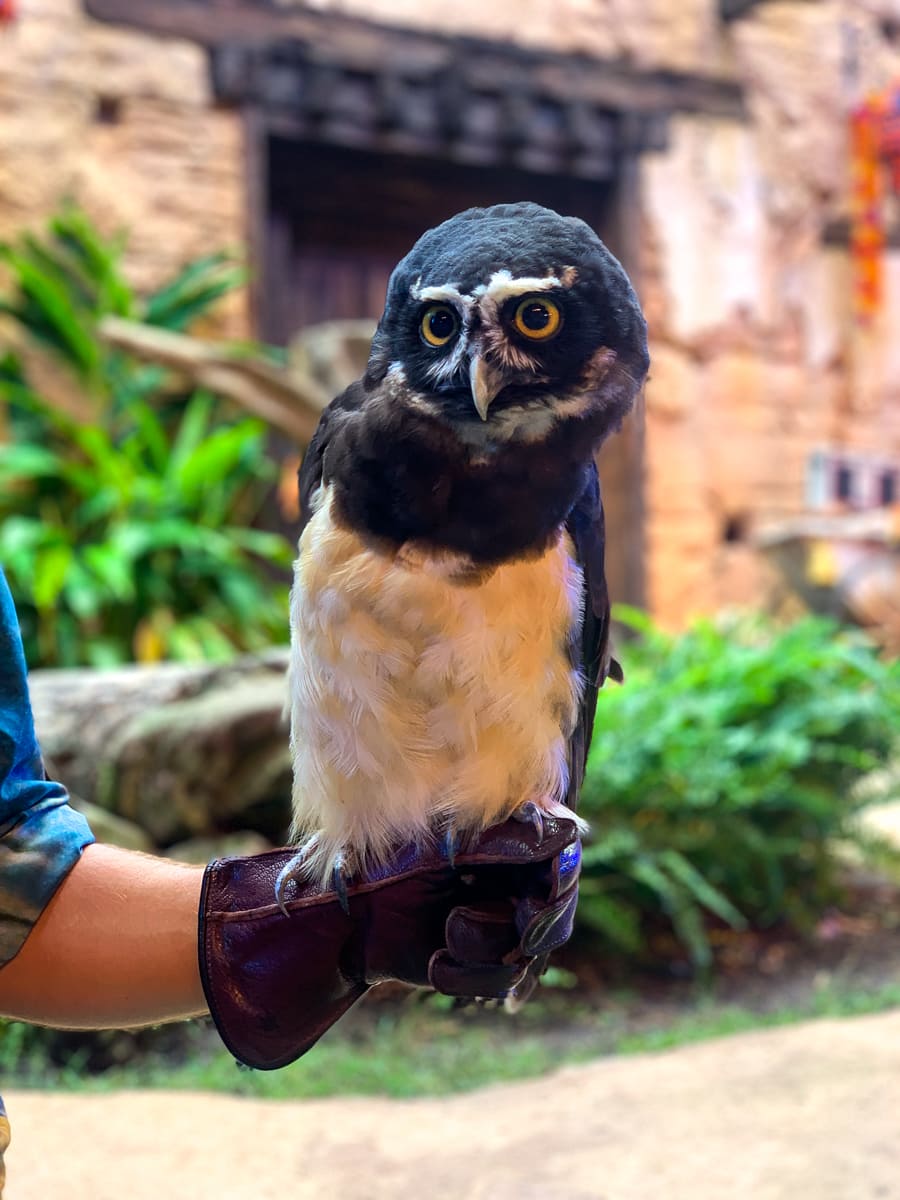 Owl in Feathered Friends in Flight! Show at Animal Kingdom