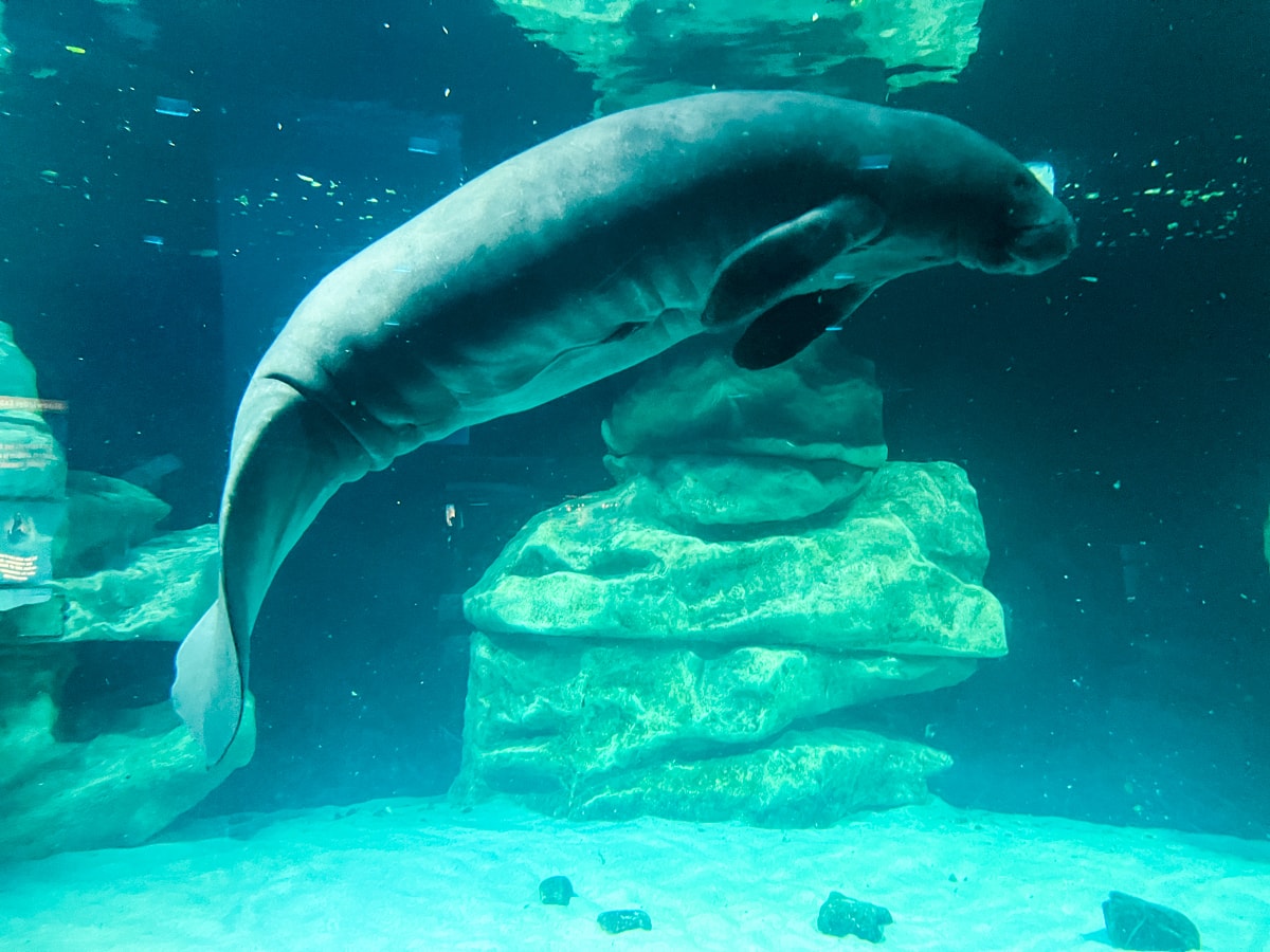 Rescued manatee at The Seas Pavilion at Epcot