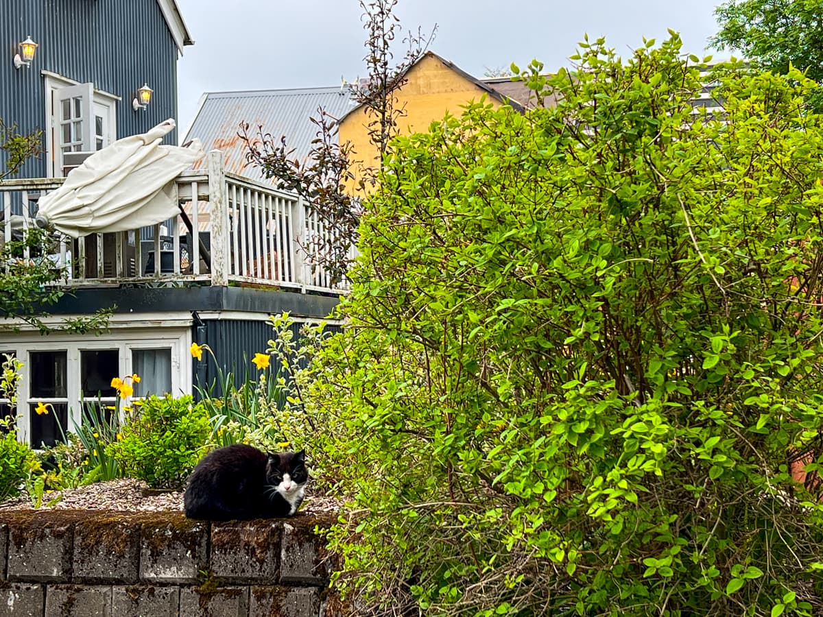 A cat in Reykjavik, Iceland 