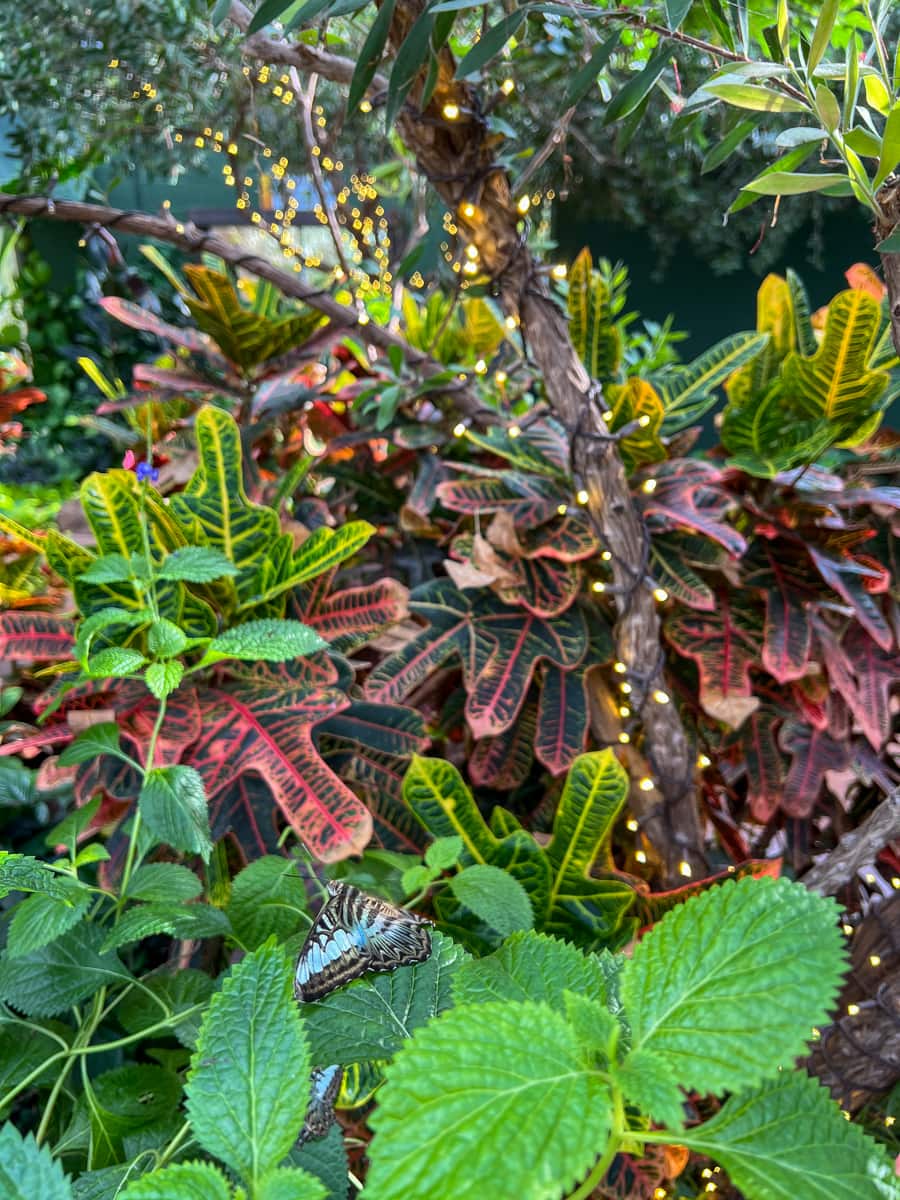 Glistening Gardens at Butterfly Wonderland 