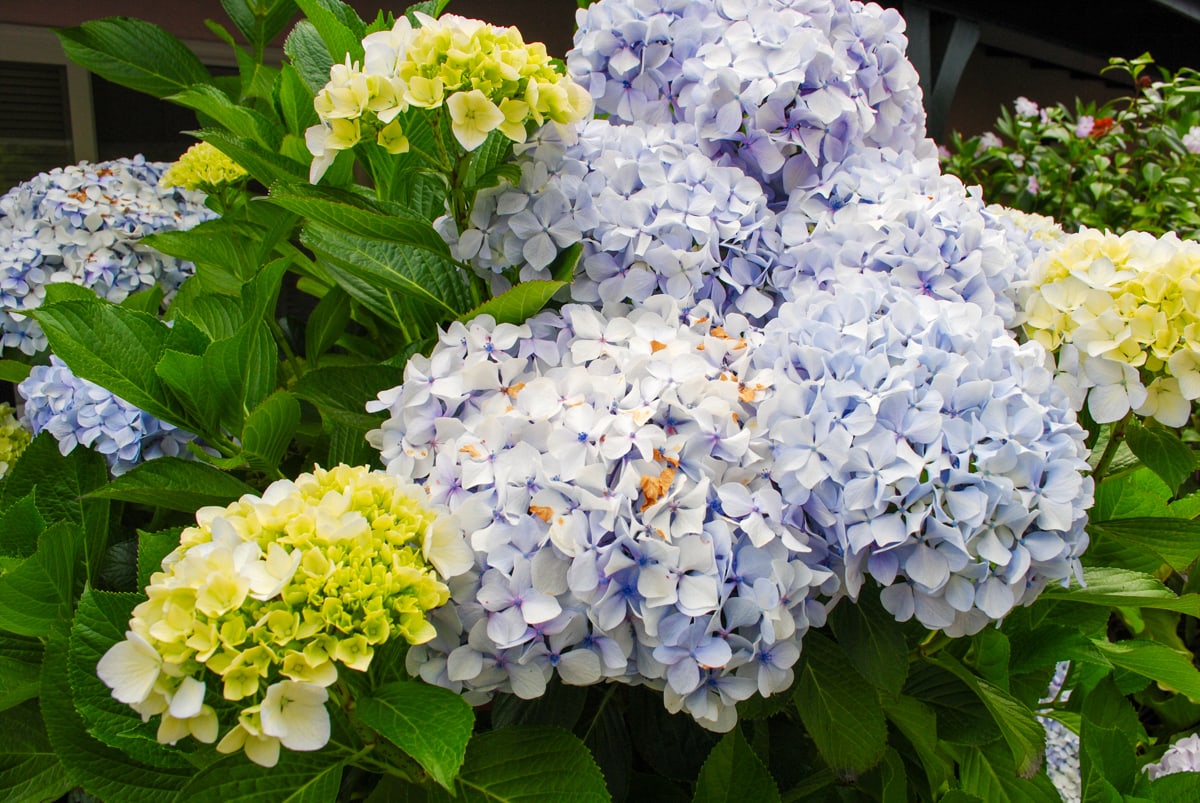 Purple and white hydrangeas