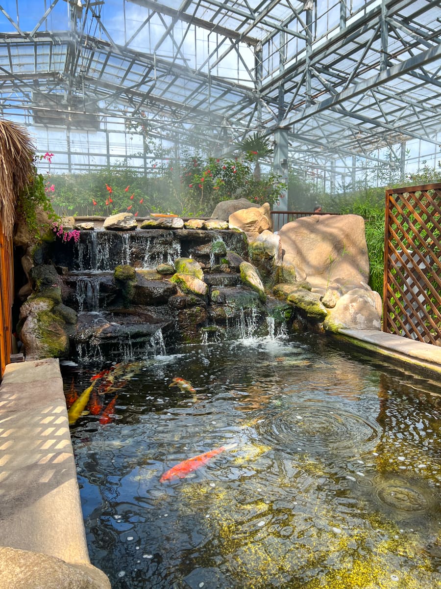 Koi-filled pond at Butterfly Wonderland