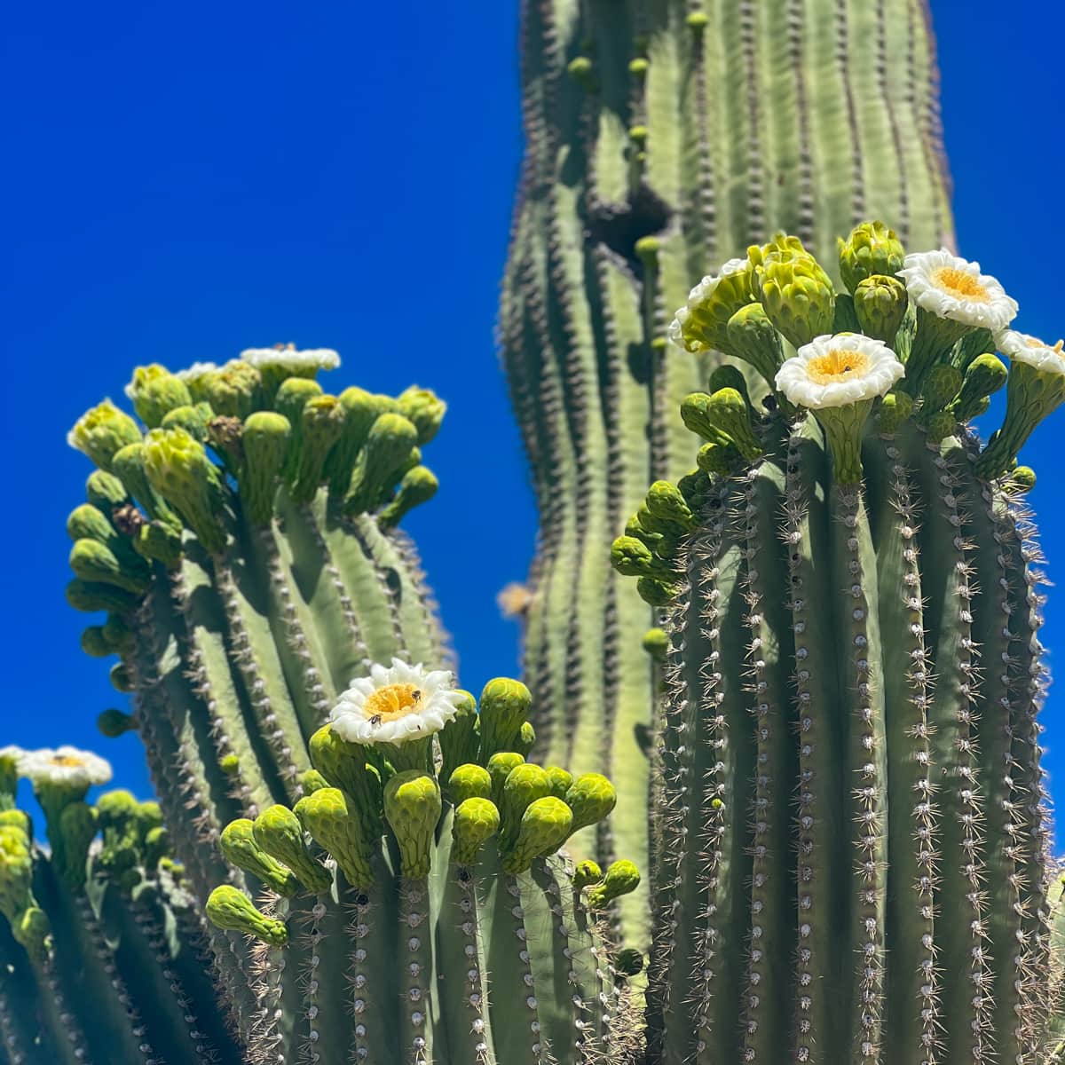 Flowering Saguaro cactus in Arizona