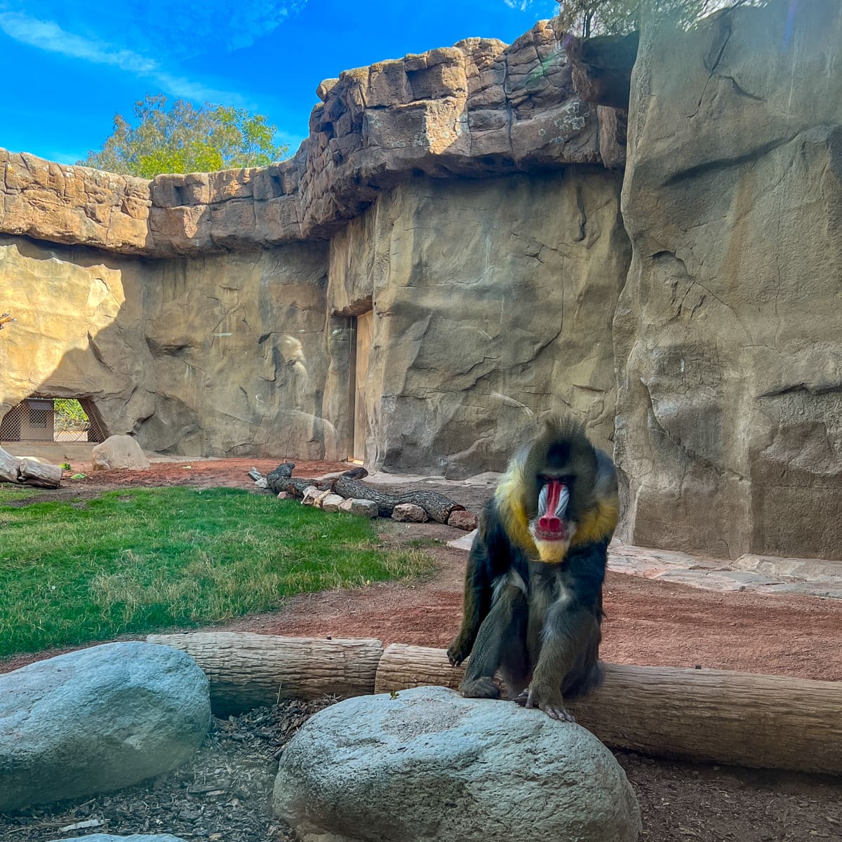 A mandrill at the Phoenix Zoo 