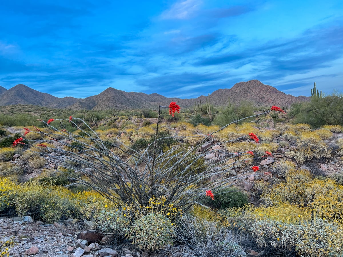 Spring view on one of the trails at McDowell Sonoran Preserve