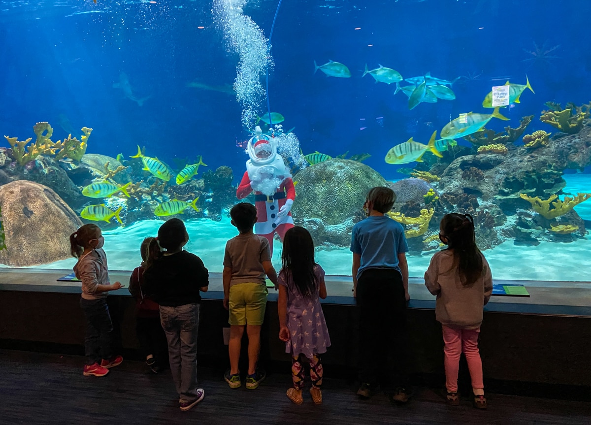 Santa under the sea at Christmastime at OdySea Aquarium 