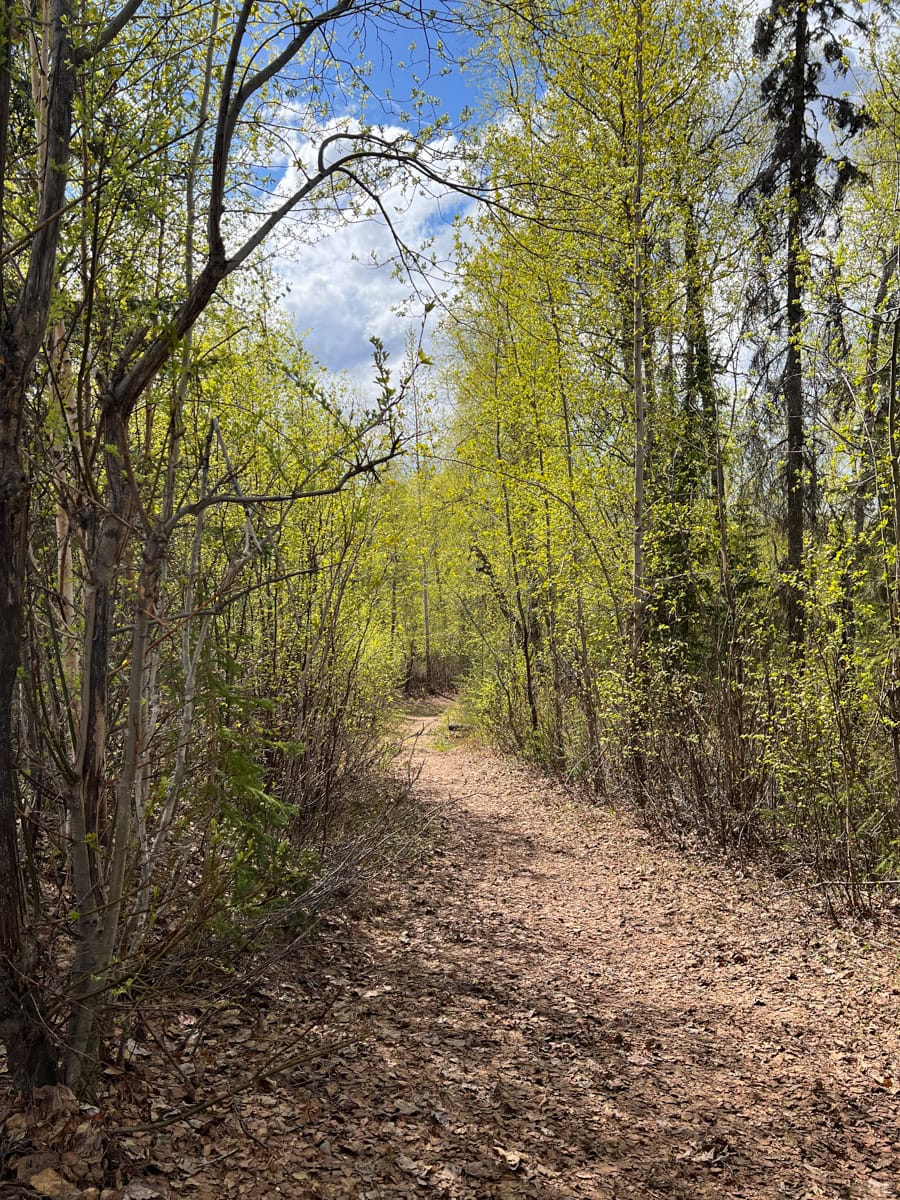 Hiking Trail at Talkeetna Alaskan Lodge