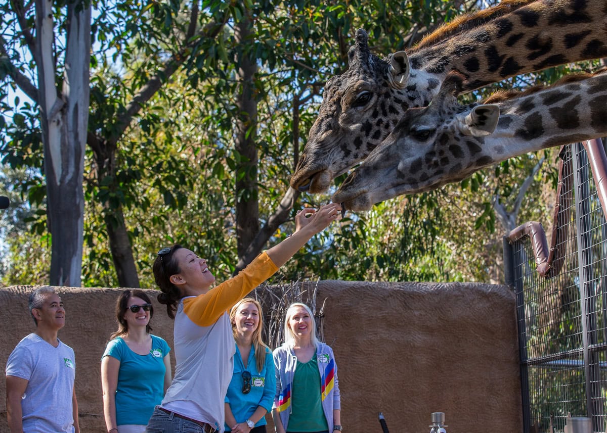 Feeding giraffes at the San Diego Zoo