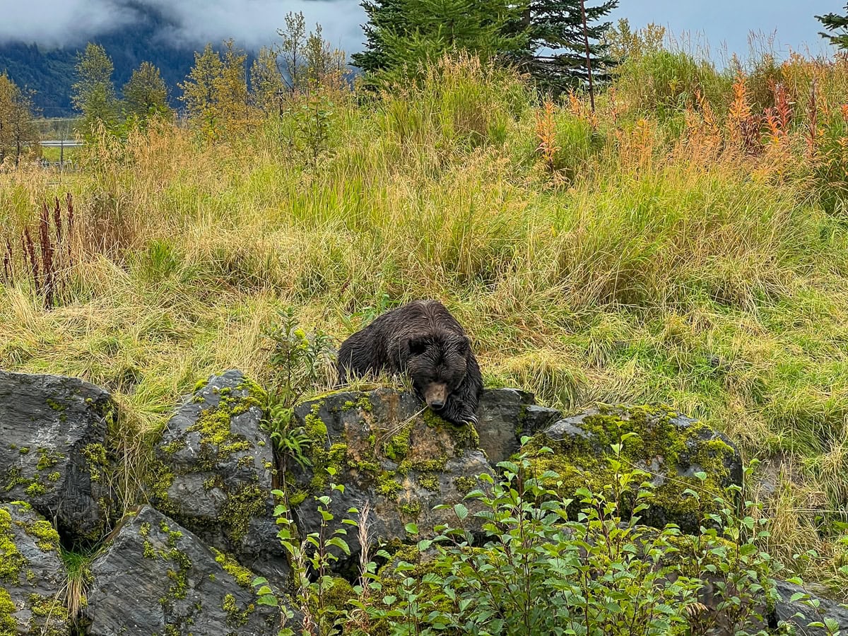 Brown bear at the Alaska Wildlife Conservation Center in Girdwood, about 78 miles from Seward