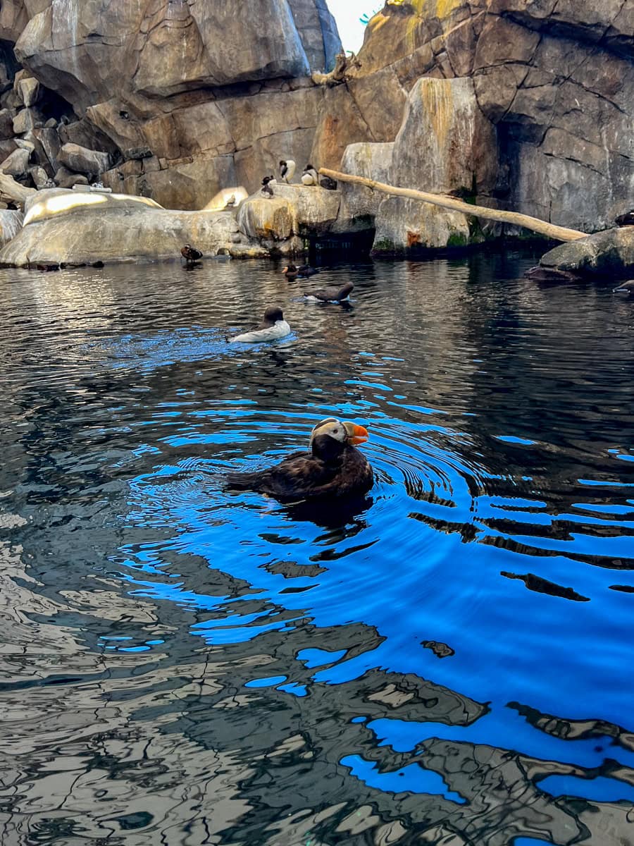 Puffin swimming at Alaska SeaLife Center 