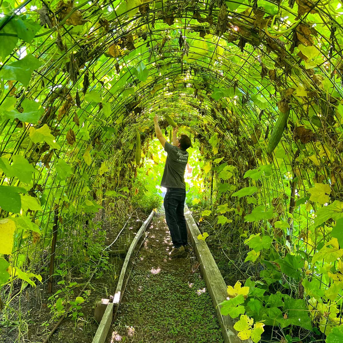 Herons Chef de Cuisine Spencer Thomson picking produce at One Oak Farm