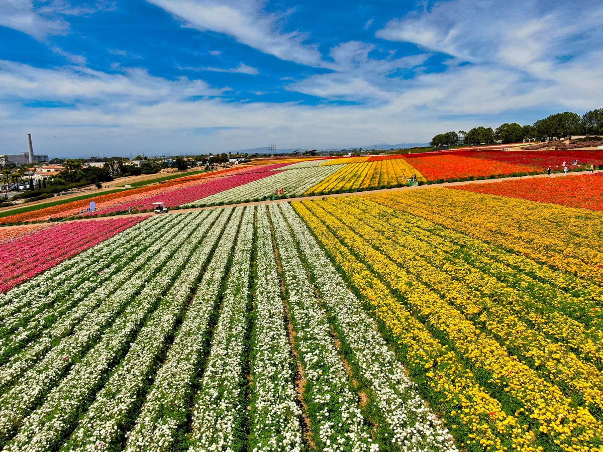 The Flower Fields at Carlsbad