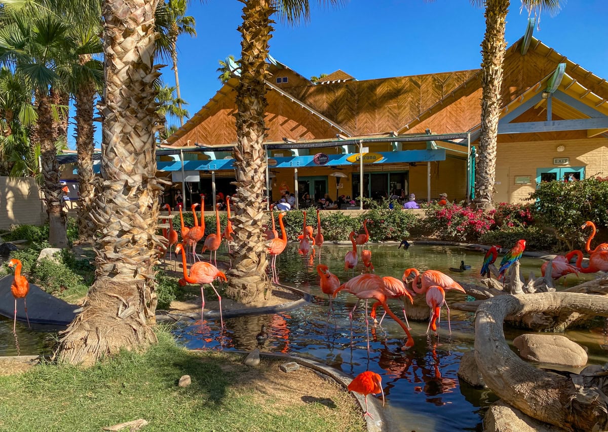 Flamingos at the Phoenix Zoo
