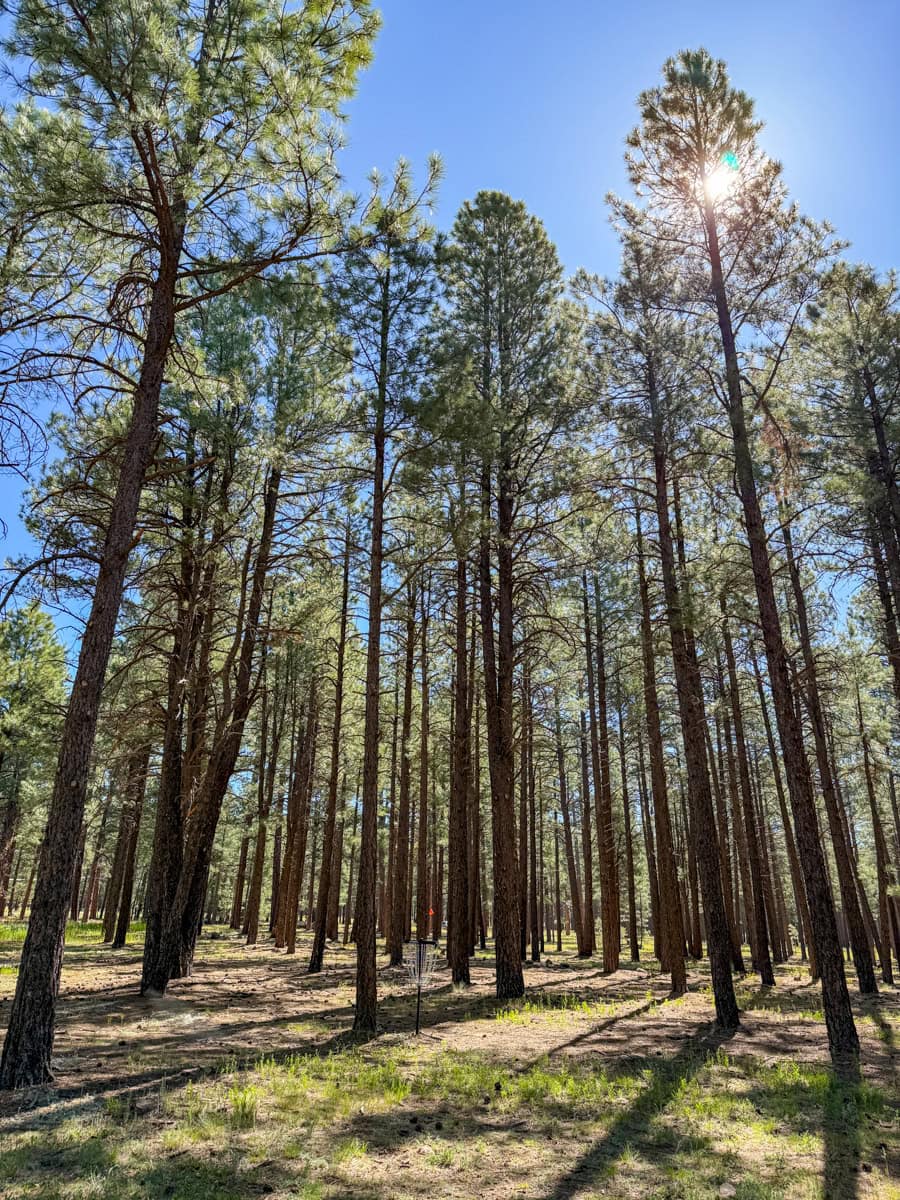 Disc golf course at Basecamp at Snowbowl in summer
