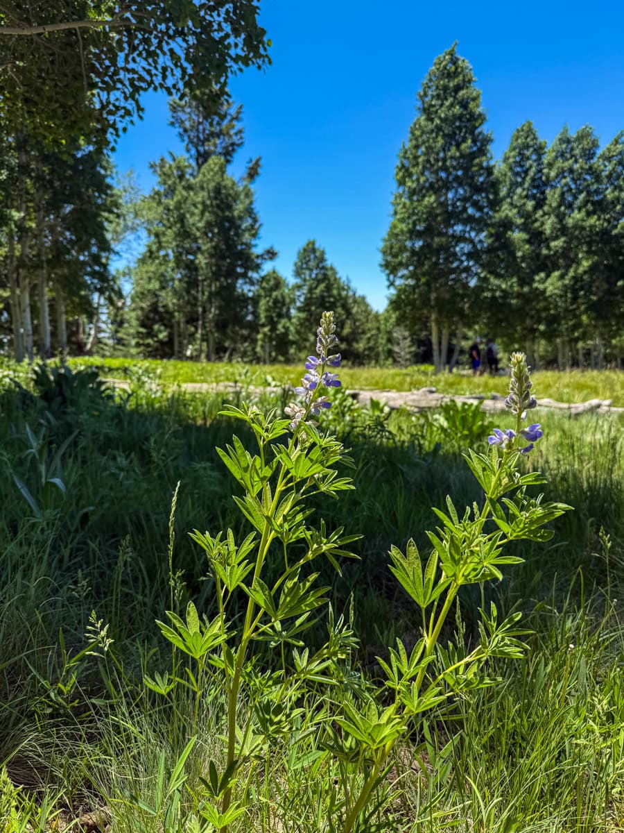 Summer hiking trail at Snowbowl