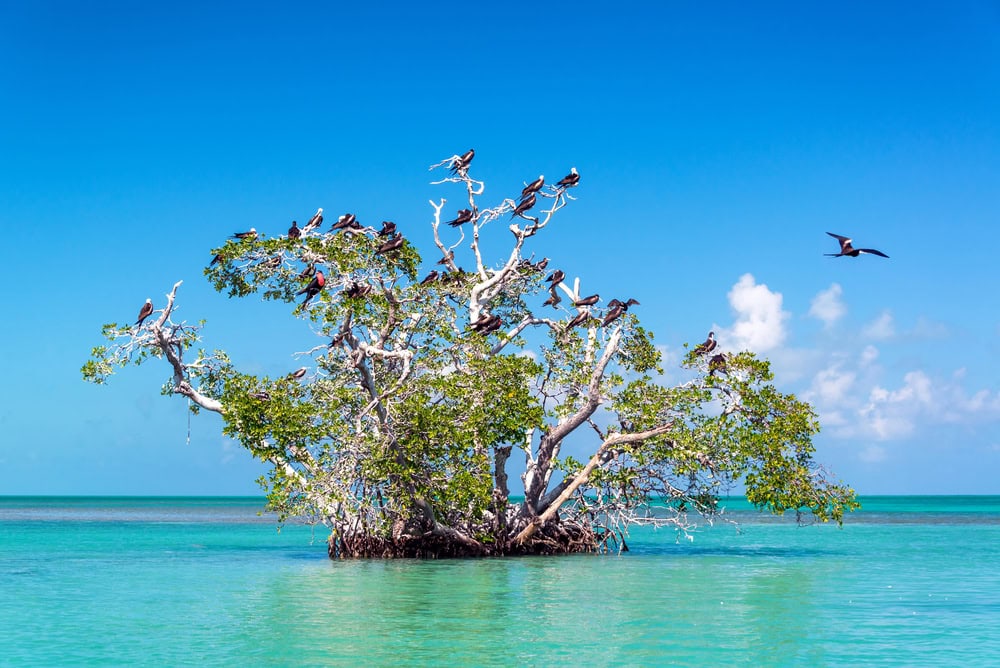 Mangrove trees and Frigate birds at Sian Ka'an Biosphere Reserve