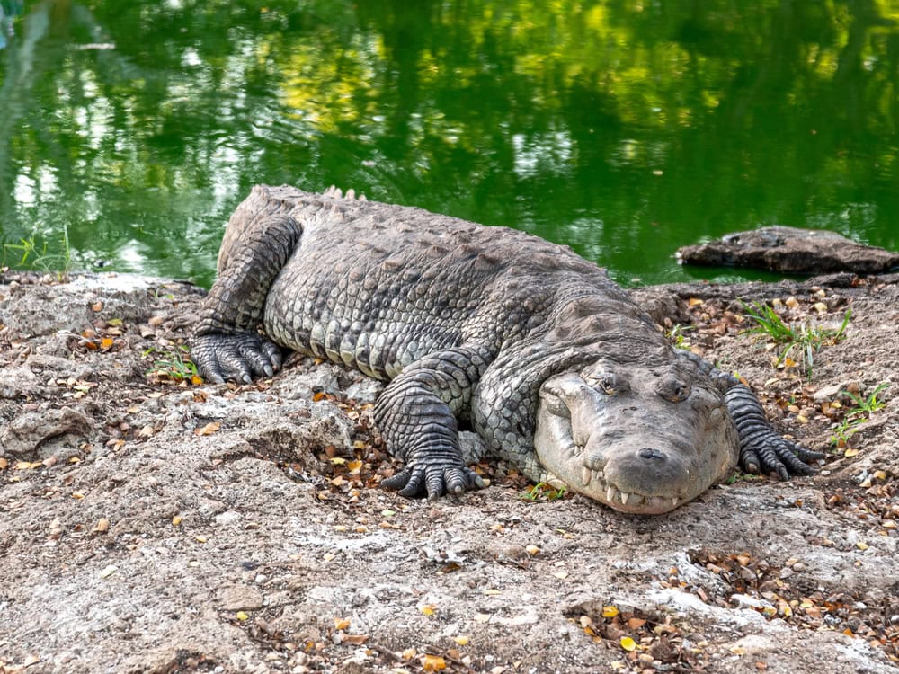 Crocodile at Croco Cun near Cancun