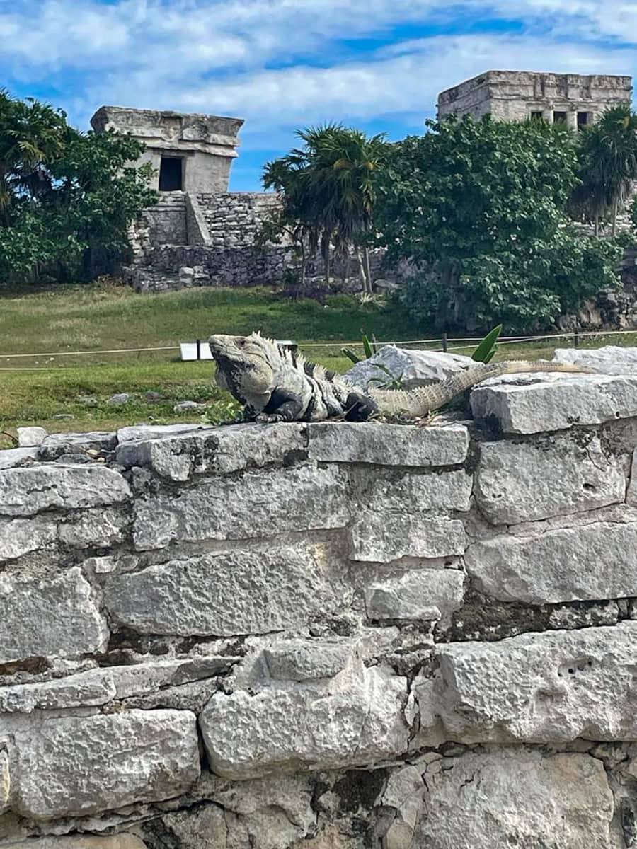 Iguana at the Tulum Archeological Zone