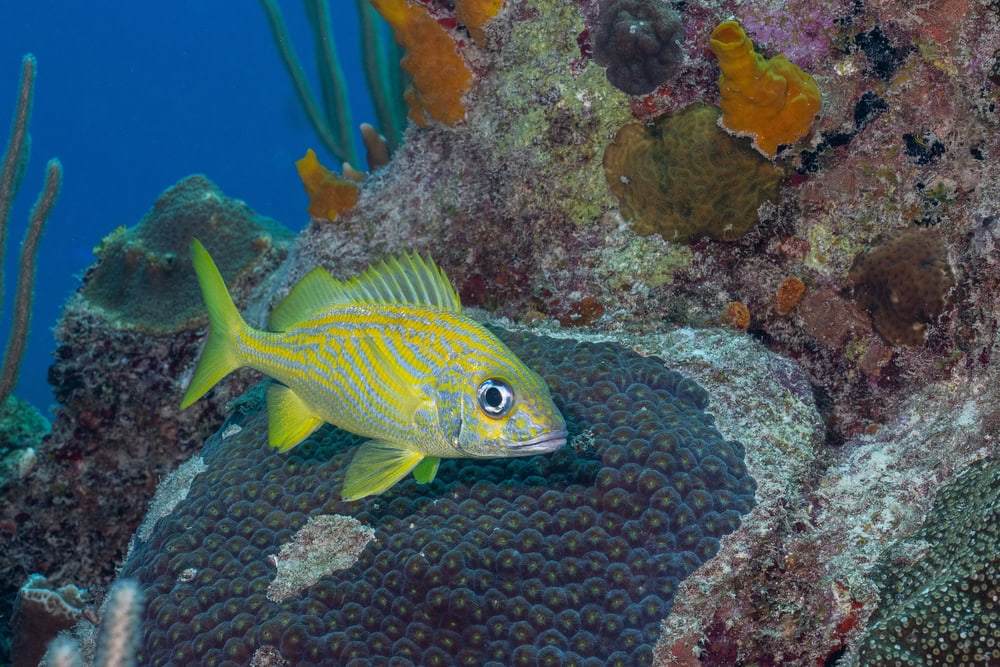 Tropical fish in the Great Mesoamerican Reef in Mexico