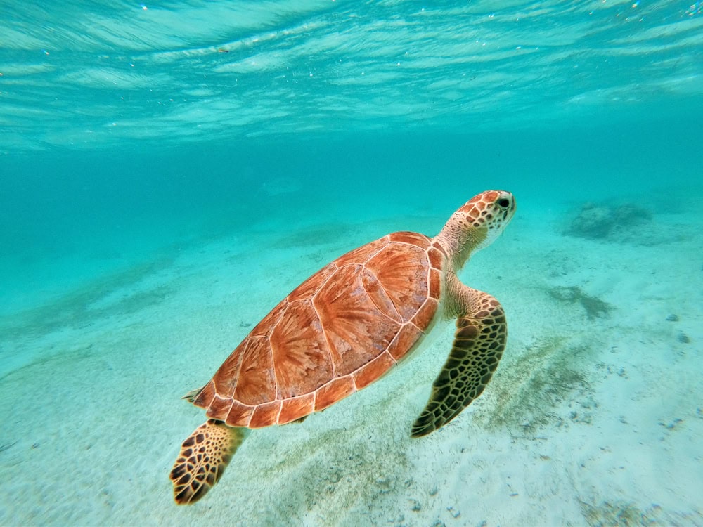 Green Sea Turtle near Akumal Bay in Mexico