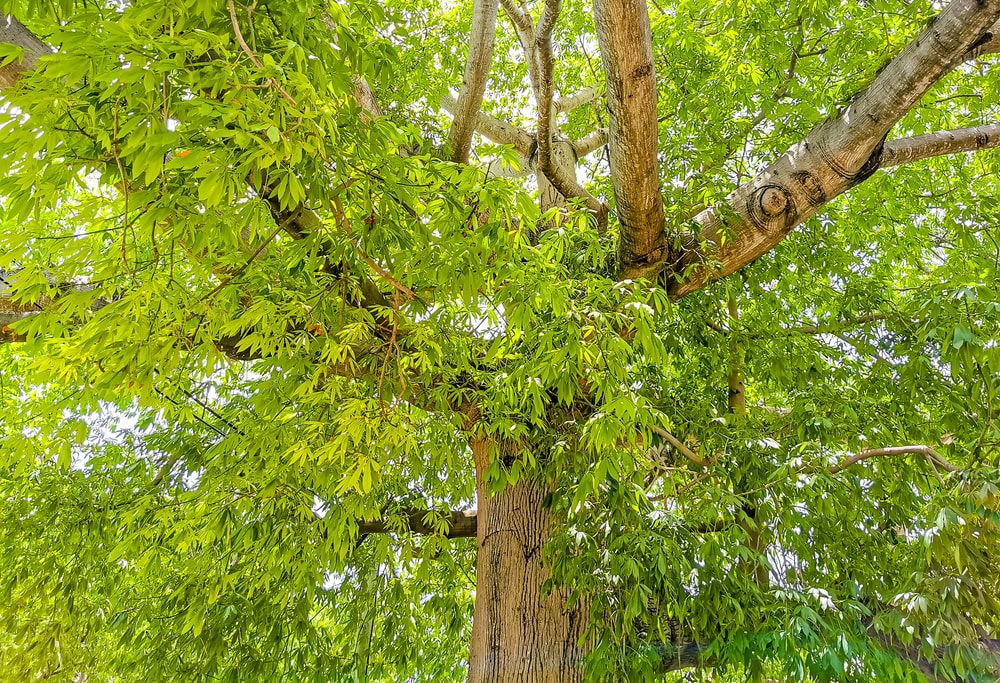 Ceiba tree near Cancun, Mexico