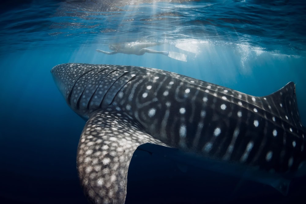 Swimmer with a whale shark