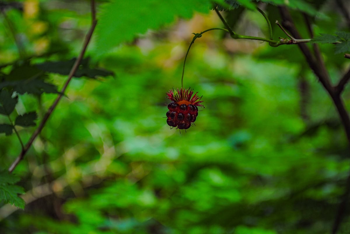 Wild blackberry on a trail in Tongass National Forest
