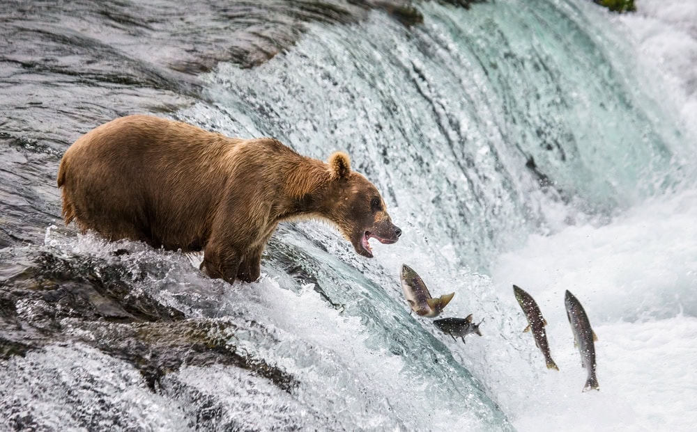 Brown bear fishing for salmon at Brooks Falls in Alaska