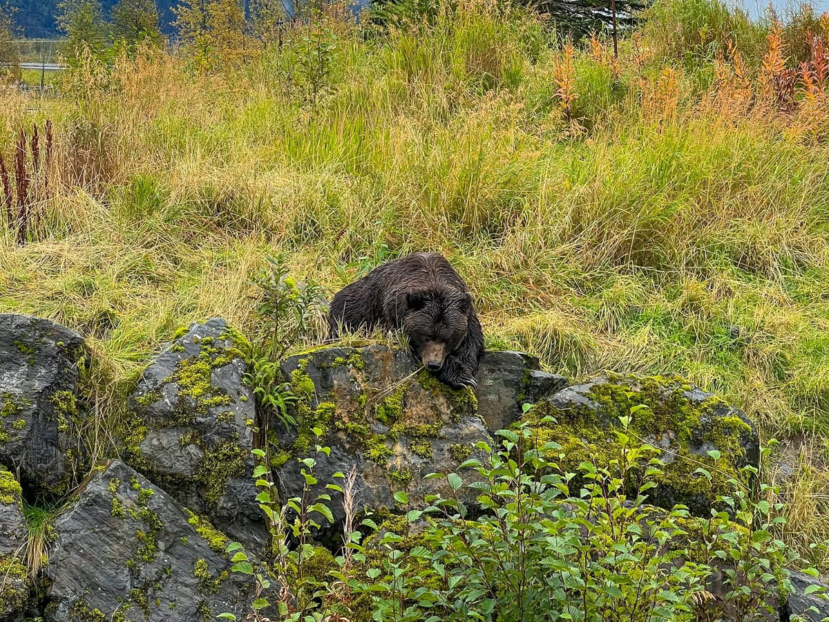 Brown bear at the Alaska Wildlife Conservation Center 