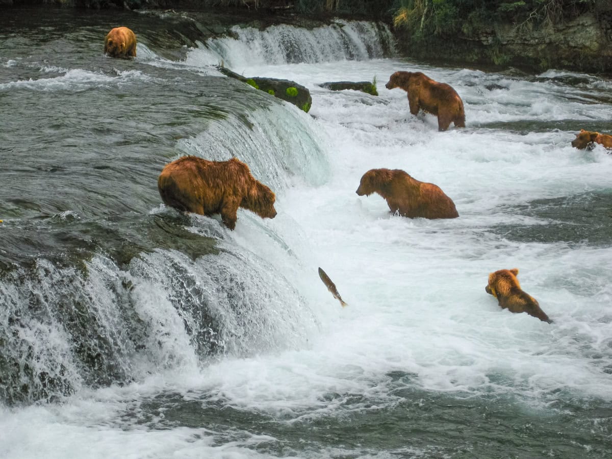 Multiple brown bears at Brooks Falls in Katmai National Park