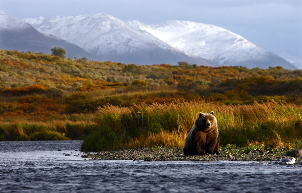 Kodiak brown bear on Kodiak Island, Alaska